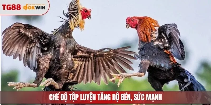 Chế độ tập luyện tăng độ bền, sức mạnh
