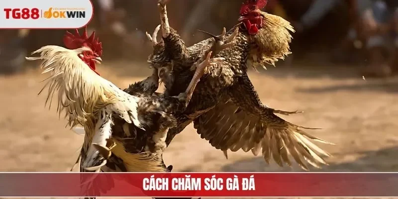 Cách chăm sóc gà đá