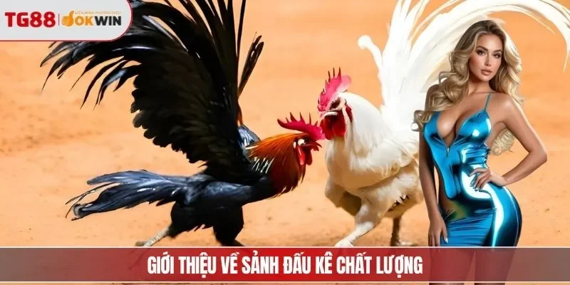 Giới thiệu về sảnh đấu kê chất lượng