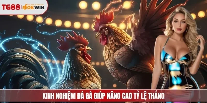 Kinh nghiệm đá gà giúp nâng cao tỷ lệ thắng nhanh